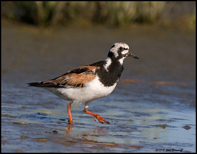 _0SB7238 ruddy turnstone.jpg
